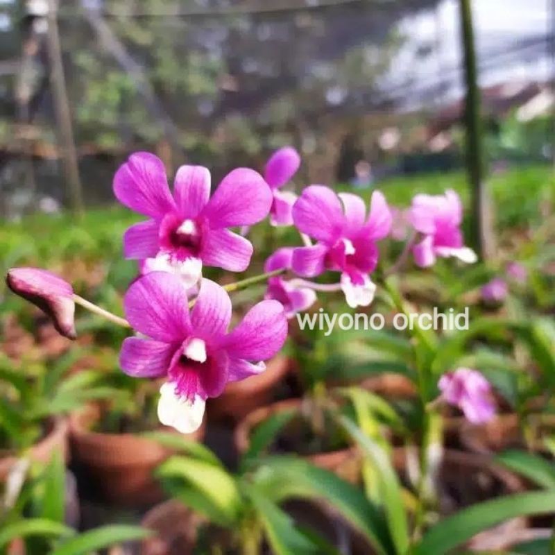 Anggrek Dendrobium mini bigibum