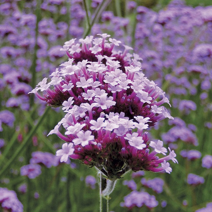 Benih Bibit Biji - Bunga Verbena bonariensis Lollipop Flower Seeds - IMPORT