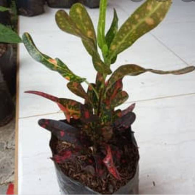 Tanaman puring teri  Daun merah Shopee Indonesia