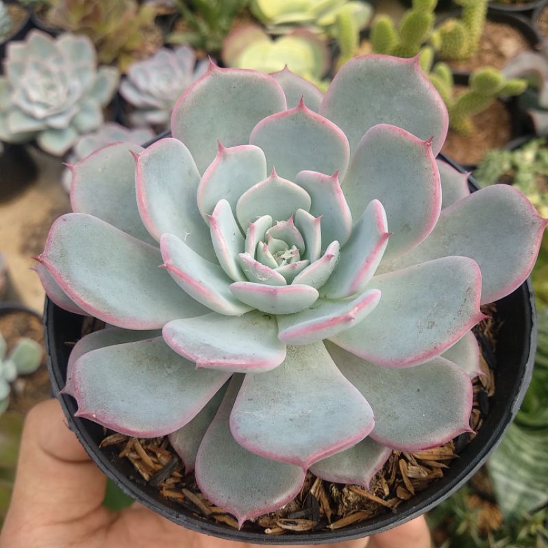 Echeveria Laulensis | DP 10cm | Sukulen