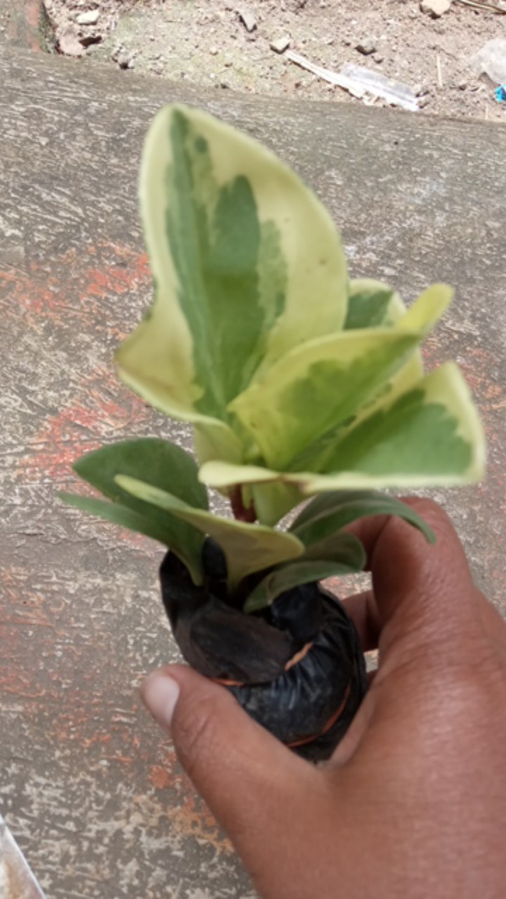 Tanaman Hias Peperomia Varigata