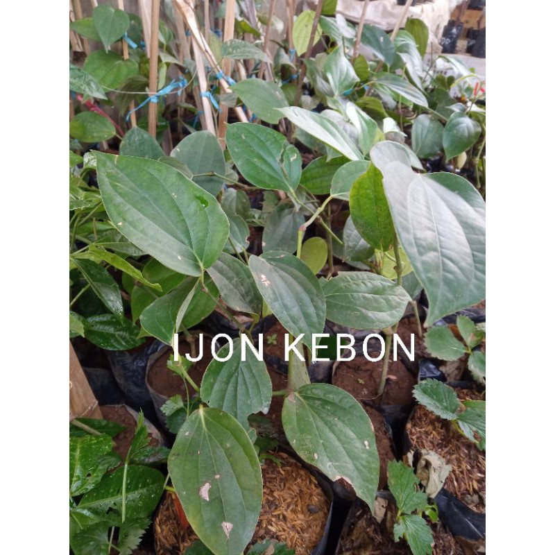 bibit tanaman lada perdu siap tanam