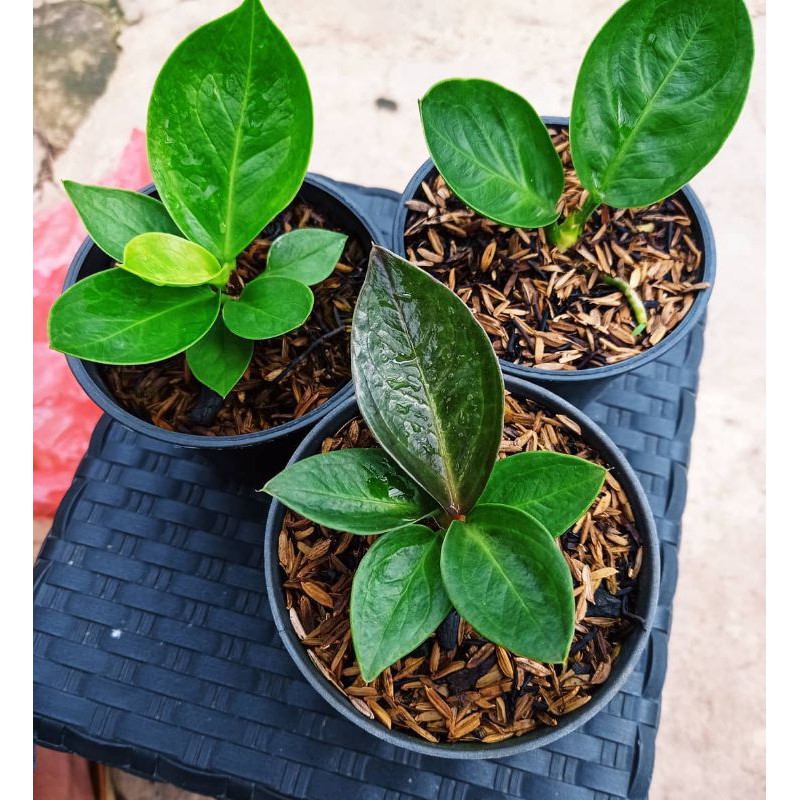 JEMANI mangkok || anturium CULTIVAR