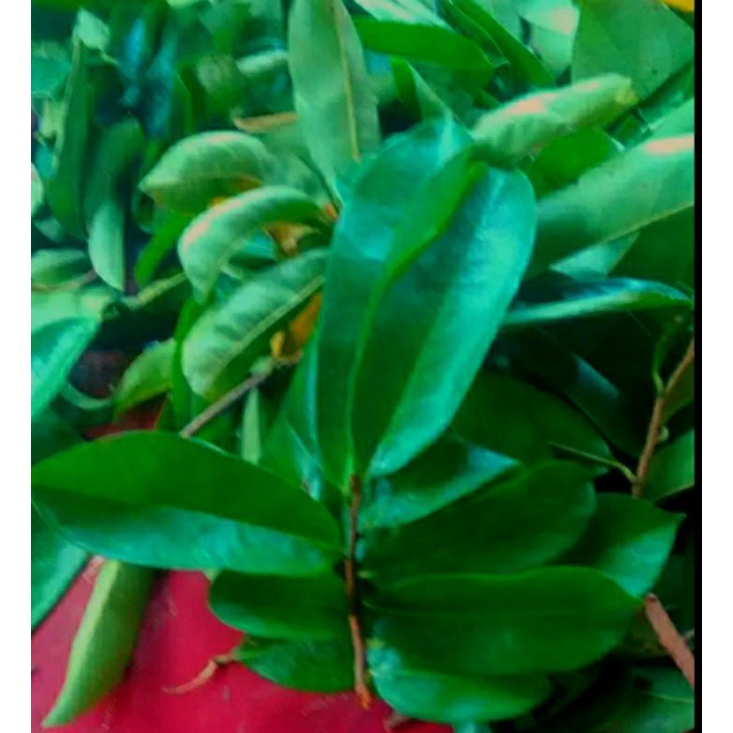 

daun sirsak segar daun sirsak fresh