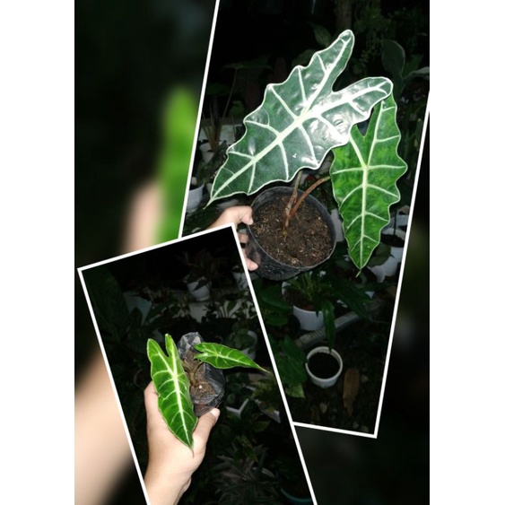 alocasia amazonica