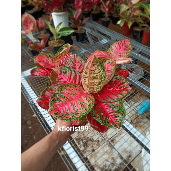 Aglaonema Wulandari