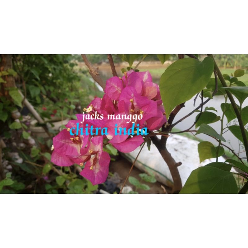 bougenville CITRA INDIA