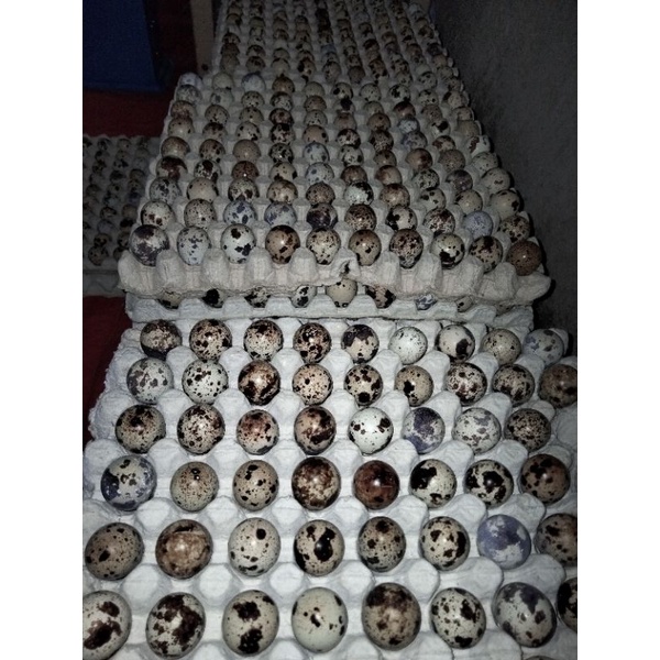 

TELUR PUYUH MENTAH 45 BUTIR
