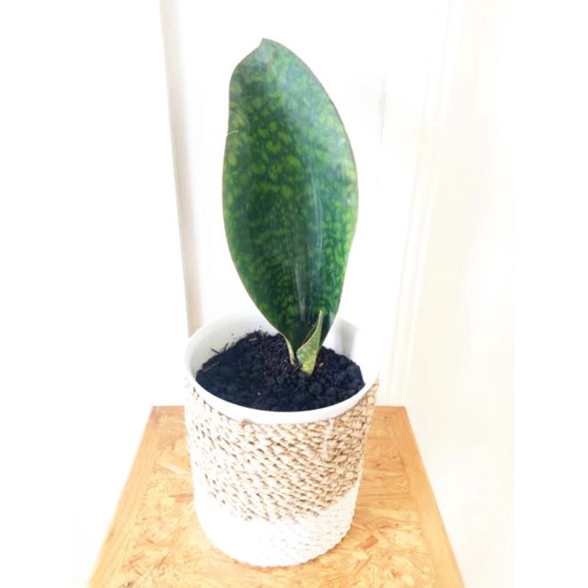 Giant sensivera / lidah mertua centong