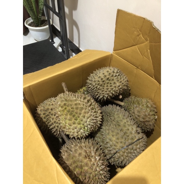 

DURIAN BAWOR ALASMALANG BANYUMAS