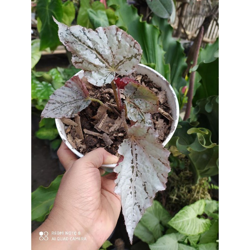 begonia Rex silver