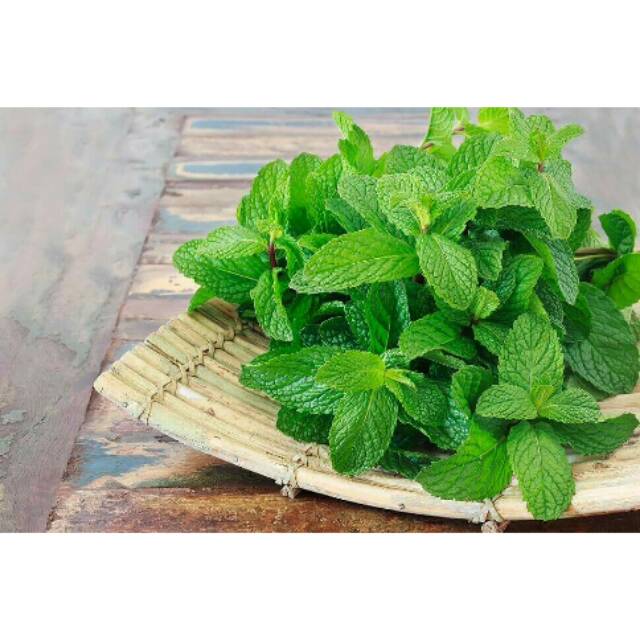 

daun mint / metha piperitaL segar dan kering (500gram)
