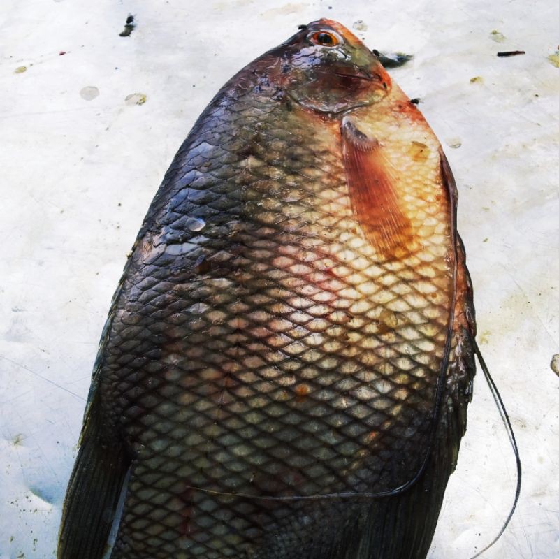 

ikan gurame per ekor berat 500 graman/ bandung fresh food