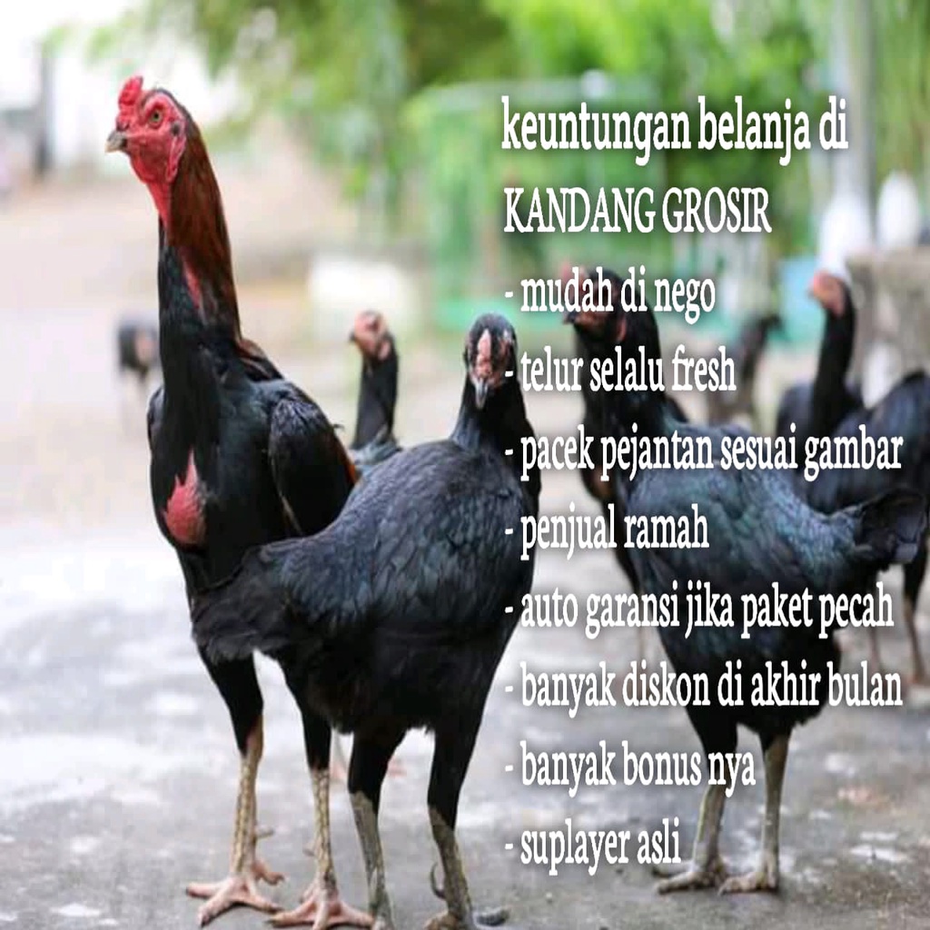 telur fertil ayam bangkok pama birma pakhoy koytrad koyngon aduan aslli super juara
