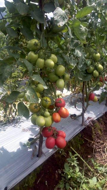 15 Biji - Benih Tomat TM MARVEL F1, buah besar, lebat