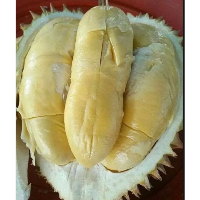 

Durian Montong Palu Super Kaki Tiga 3Kilo GRADE AAA dijamin puas
