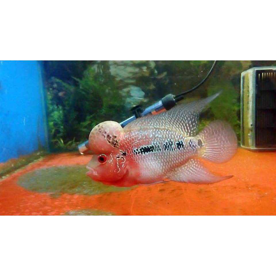 IKAN LOHAN SRD/LOUHAN JENONG