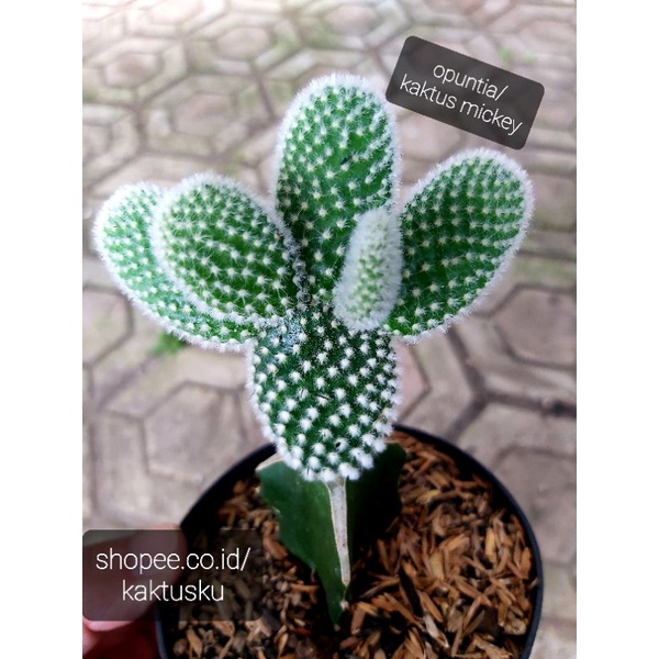 KAKTUS MURMER_Kaktus Opuntia/kaktus Mickey