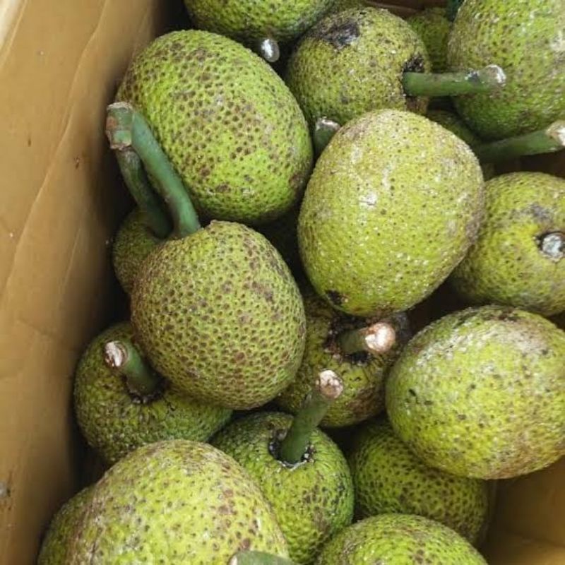 

SUKUN/BUAH SUKUN SEGAR/biji