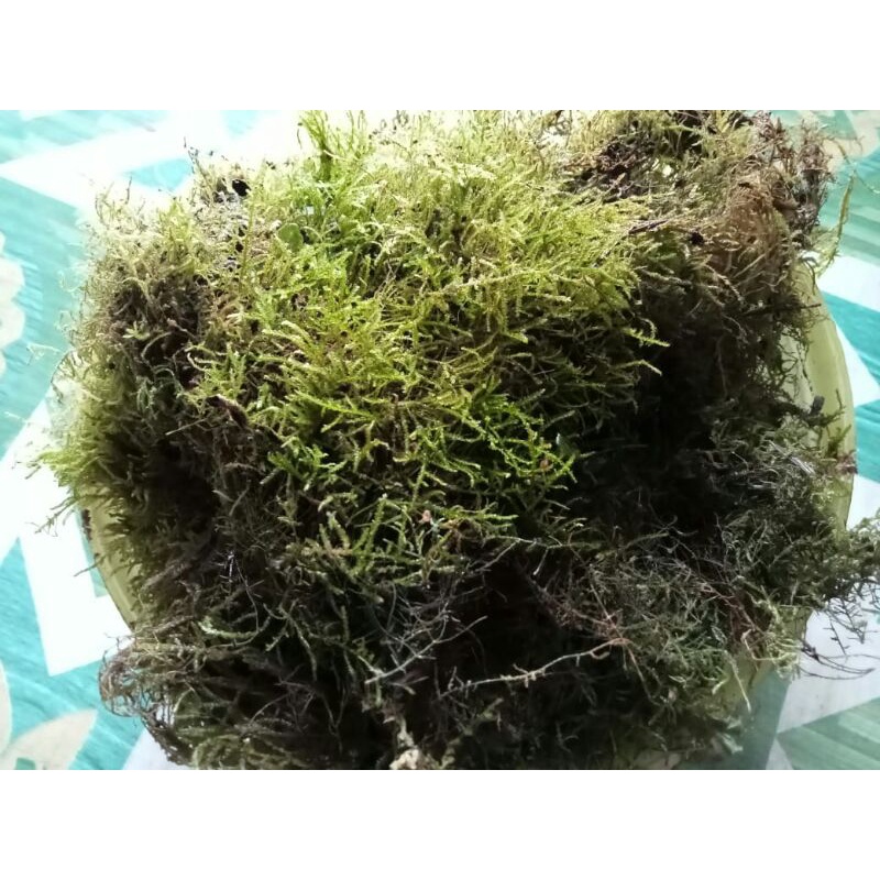 java mos darat untuk paludarium..