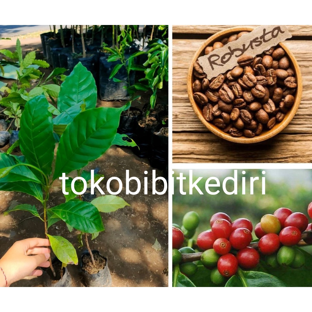 Bibit Kopi Robusta Unggul Siap Tanam Unggul