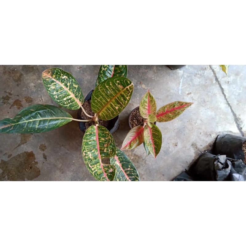 paket 2 aglonema red legacy dan Dona Carmen