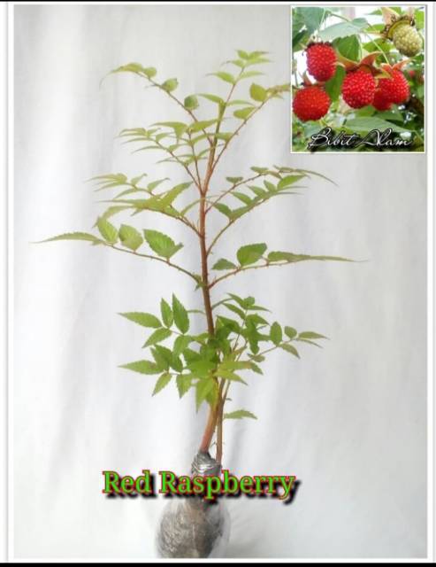 Bibit raspberry berkualitas di shopee