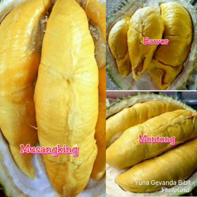 Paket 3 Bibit Tanaman Buah Durian Musangking Montong Bawor #_#