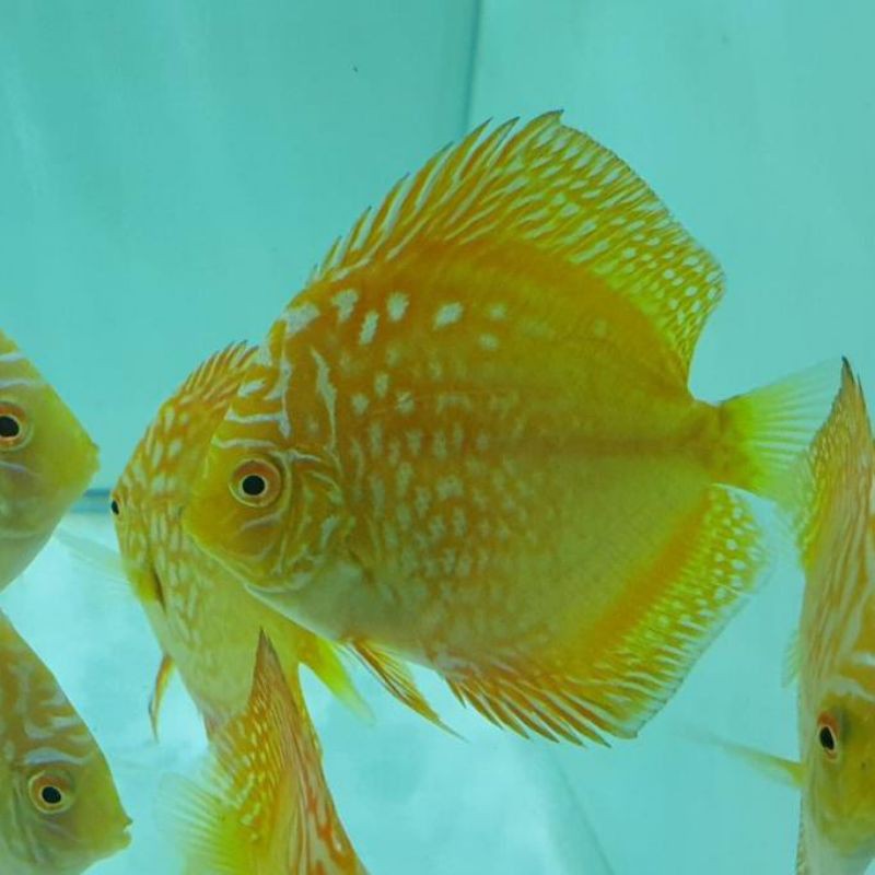 Discus Yellow Pigeon 2 inch