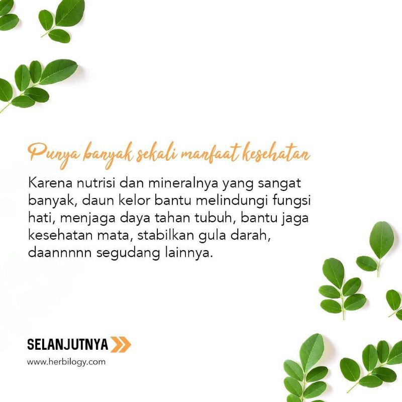 New Herbilogy Moringa - Asi Booster Daun Kelor 33x minum