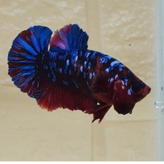 HIASAN ACC CUPANG RED KOI STAR GALAXY JANTAN