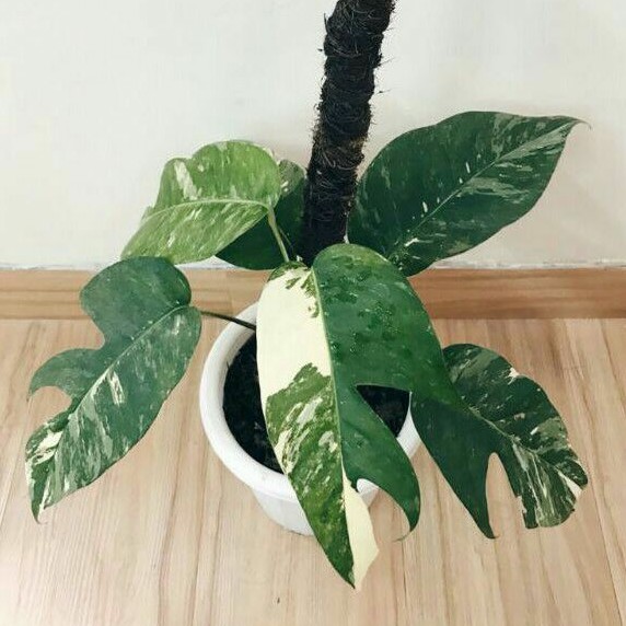 epipremnum pinnatum variegata