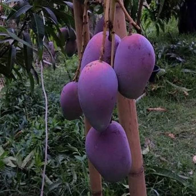 Bibit Mangga Irwin Tanaman Buah Mangga Irwin Erwin Mangga Ungu Trend