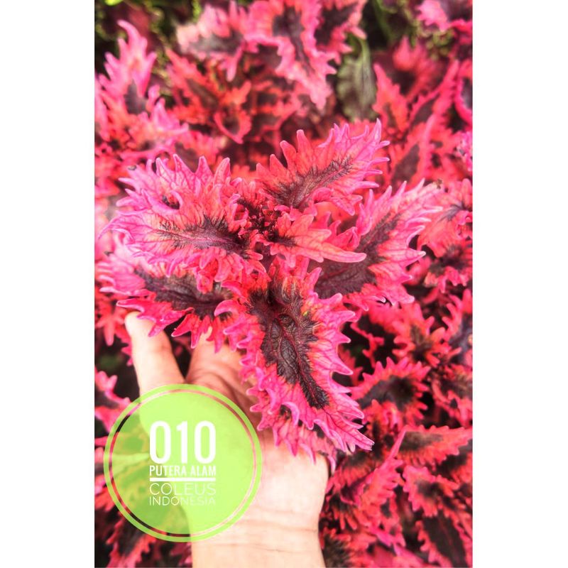 Miana id dendeng balado/Miana premium/miana langka/