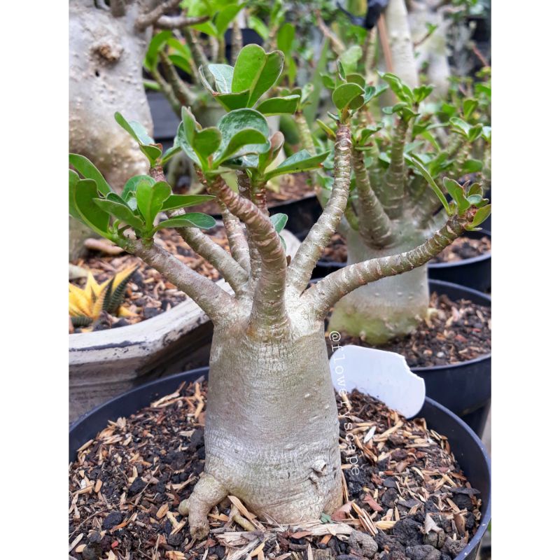 Adenium godji