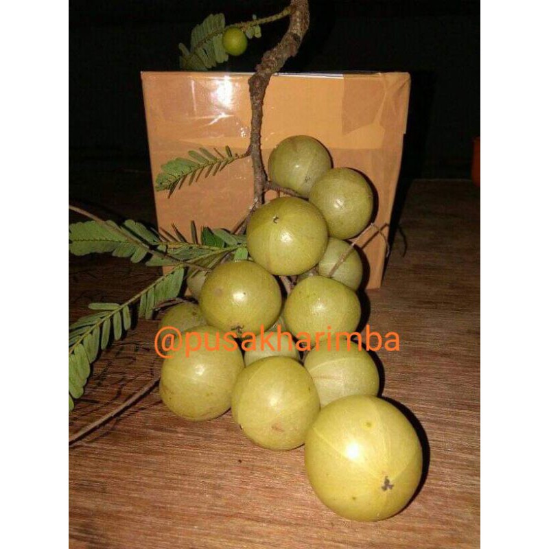 

Buah Malaka Segar/Buah Kemloko/Buah Amla/Indian Gooseberry/Phyllanthus emblica 1Kg