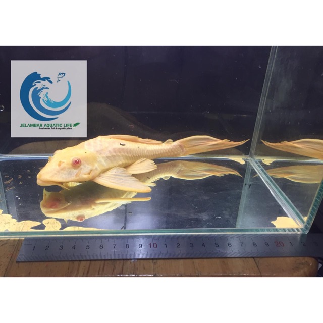 Ikan Pleco Gibbiceps Albino (L083) uk.18 cm