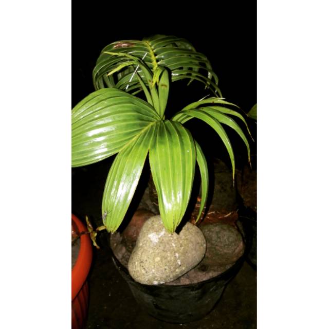 Kelapa bonsai/ kerdil