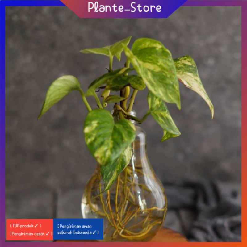 TANAMAN HIAS SIRIH GADING VARIGATA HIASAN TAMAN MEDIA AIR MEDIA TANAH