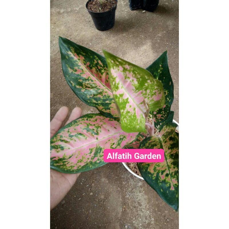 Promo// Tanaman hias aglonema kochin sutra-Tanaman hias-Kochin sutra-kochin sutera-PROMO Aglonema