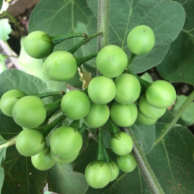 

buah cepokak/ takokak