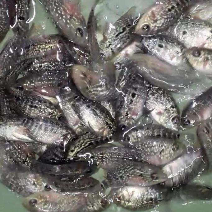 Terlaris Burayak Louhan Kamfa F3 (Size 2-3 Cm)