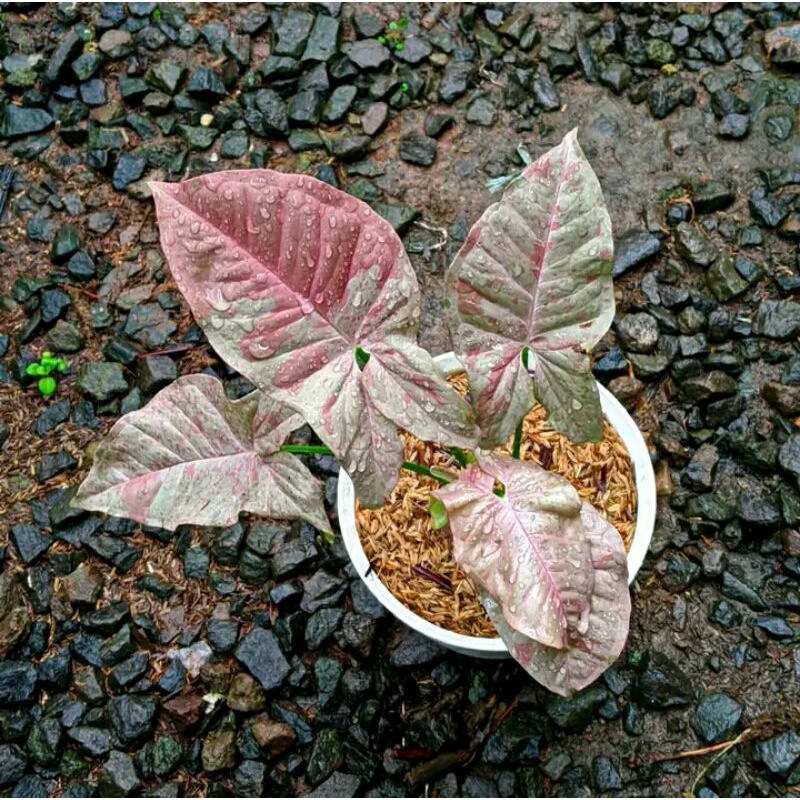 Syngonium Pink Candy