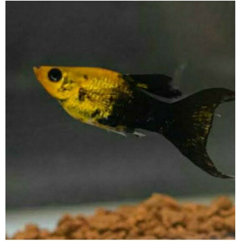 

ikan molly