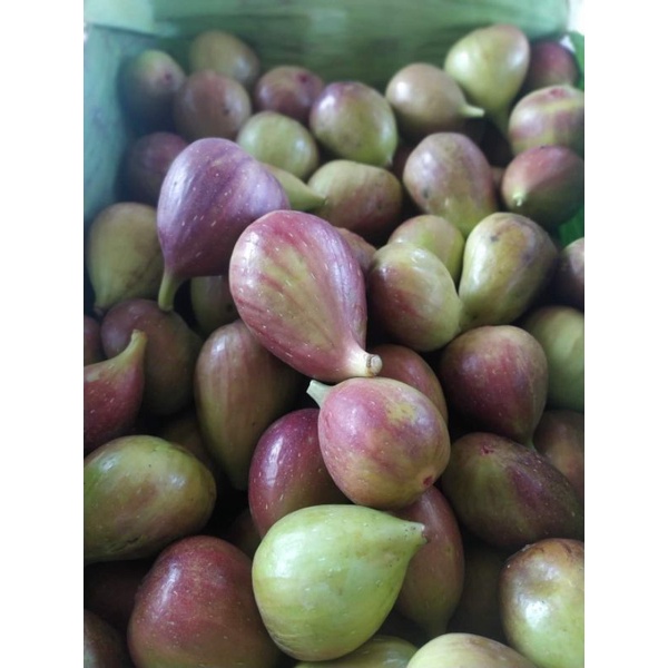 

BUAH TIN 250Gram