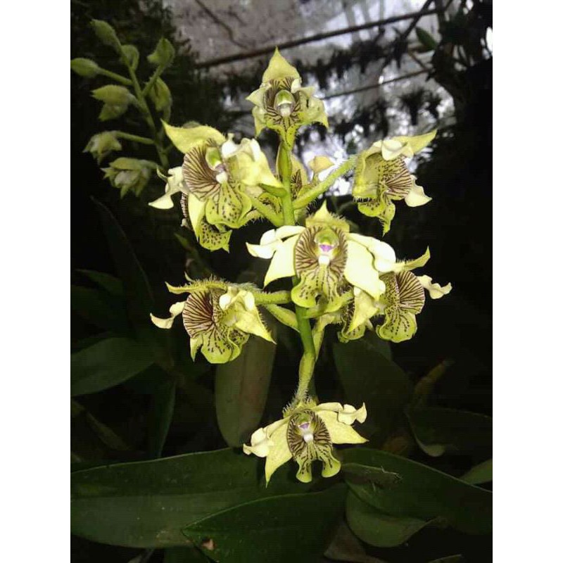 Promo Bibit Anggrek spesies Dendrobium macrophyllum - anggrek jambrut katulistiwa asli jawa