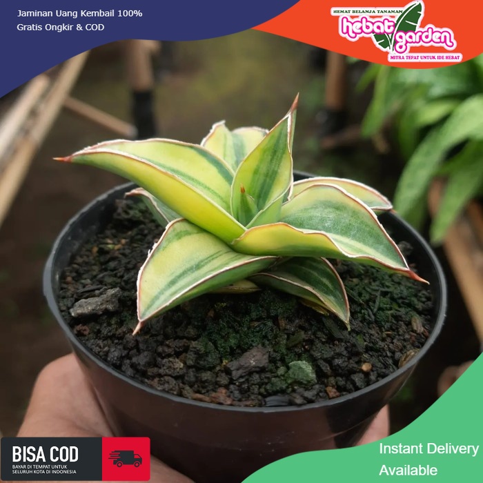 BELI DI SINI sansevieria lavranos varigata - Hebat Store