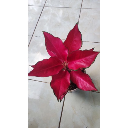 anakan aglonema suksom jaipong