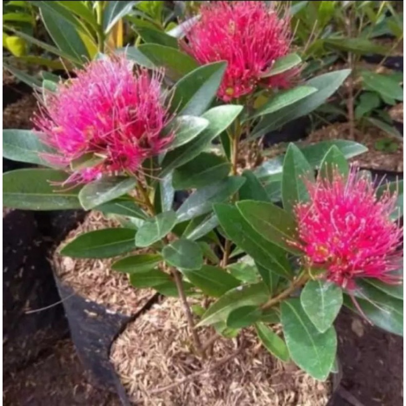 Newproduk Tanaman hias santos temon