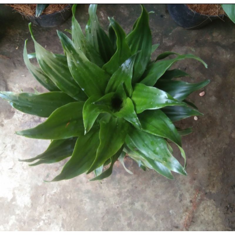 pohon hanjuang kemoceng/pohon kemoceng hijau